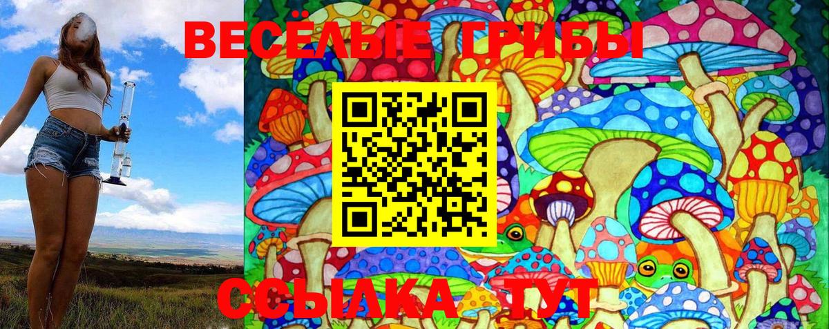 Псилоцибиновые грибы Psilocybe Вышний Волочёк